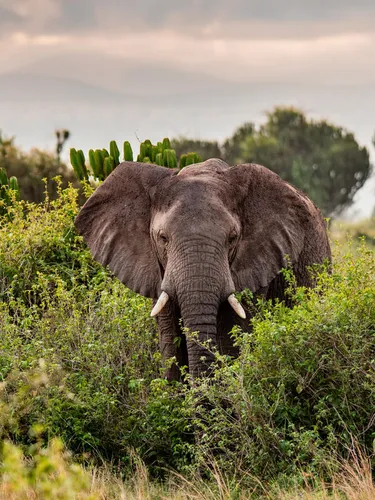 Elephant in the wild